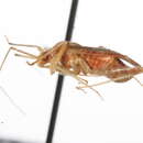 Image of Phytocoris