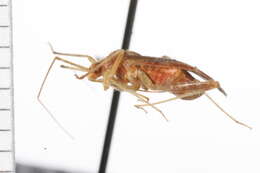 Image of Phytocoris