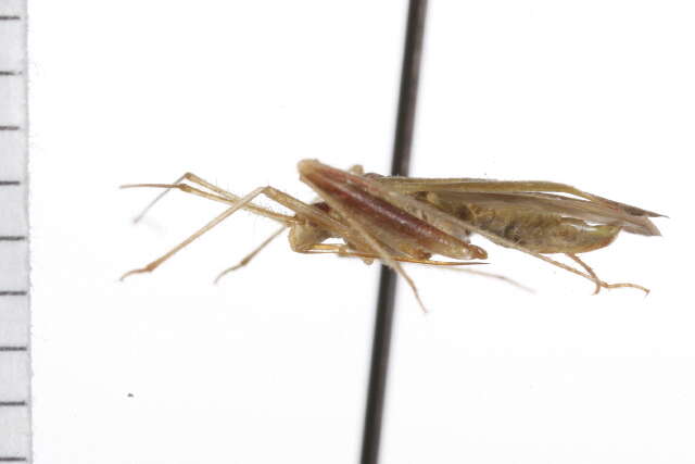 Image of Phytocoris sewardi Bliven 1966