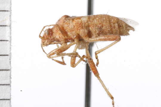 Image of Arhyssus rubrovenosus Scudder & G. G. E. 2008