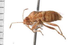 Image of Arhyssus rubrovenosus Scudder & G. G. E. 2008