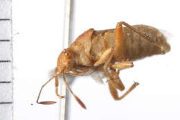 Image of Arhyssus rubrovenosus Scudder & G. G. E. 2008