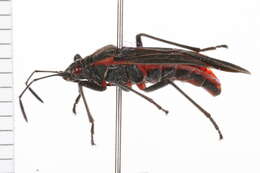 Image of soapberry bug