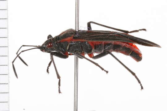 Image of soapberry bug