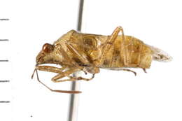 Image of Liorhyssus hyalinatus