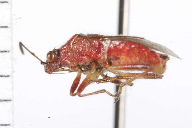 Image of Liorhyssus hyalinatus
