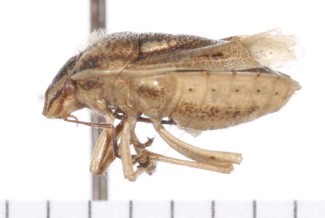 Image of Trichopepla semivittata (Say 1832)