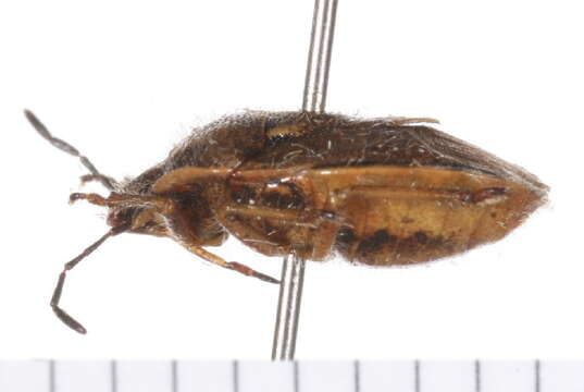 Image of Trichopepla dubia (Dallas 1851)