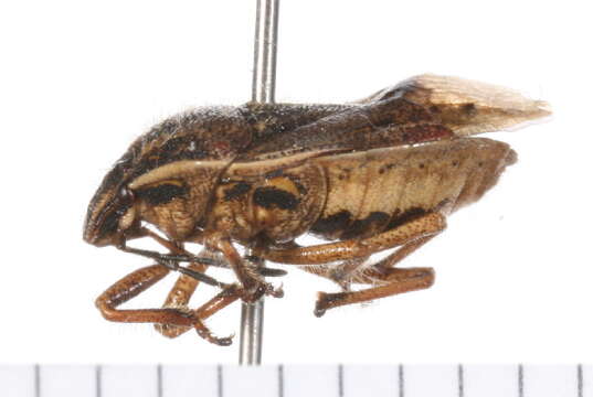 Image of Trichopepla dubia (Dallas 1851)