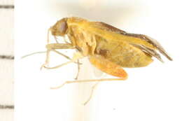 Image of Keltonia wheeleri T. Henry 2002