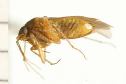 Image of <i>Parapsallus vitellinus</i>