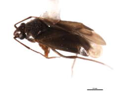 Image of Plesiodema pinicolus (Schwartz & Schuh 1999)