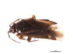 Image of Plesiodema pinicolus (Schwartz & Schuh 1999)