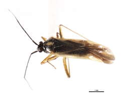 Image of Orthotylus pacificus Van Duzee 1919