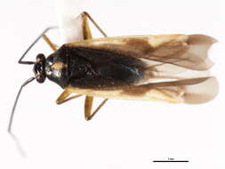 Image of Orthotylus pacificus Van Duzee 1919