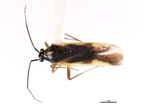 Image of Orthotylus pacificus Van Duzee 1919