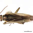 Image of Orthotylus affinis Van Duzee 1916