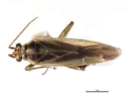 Image of Orthotylus affinis Van Duzee 1916