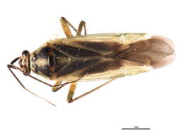 Image of Orthotylus affinis Van Duzee 1916