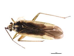 Image of Orthotylus affinis Van Duzee 1916