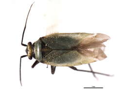 Image of Labopidea nigrisetosa Knight 1925