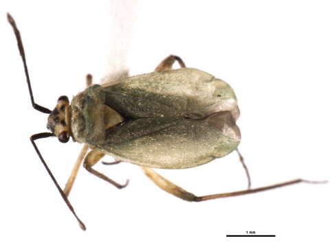 Image of Labopidea simplex (Uhler 1872)