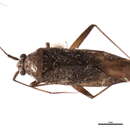 Image of Noctuocoris fumidus (Van Duzee 1916)