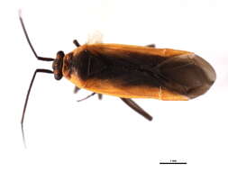 Image of Lopidea robiniae (Uhler 1861)