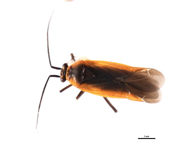 Image of Lopidea robiniae (Uhler 1861)