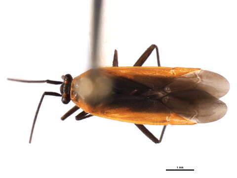 Image of Lopidea robiniae (Uhler 1861)