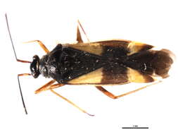 Imagem de Dryophilocoris flavoquadrimaculatus (De Geer 1773)