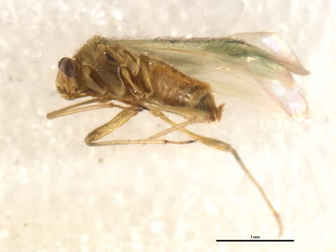 Image of Orthotylus flavosparsus (C. Sahlberg 1841)