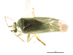 Image of Orthotylus flavosparsus (C. Sahlberg 1841)