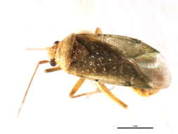 Image of Orthotylus flavosparsus (C. Sahlberg 1841)