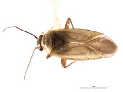 Sivun Dichaetocoris piceicola (Knight 1927) kuva