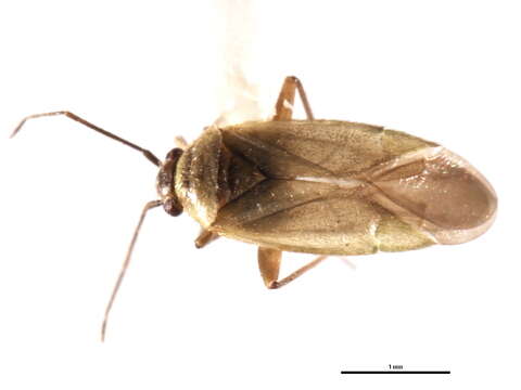 Image of Dichaetocoris