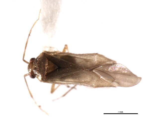 Image of Dichaetocoris piceicola (Knight 1927)