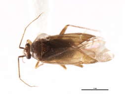 Image of Dichaetocoris piceicola (Knight 1927)