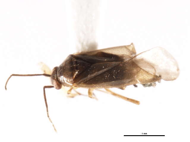 Image of Dichaetocoris piceicola (Knight 1927)