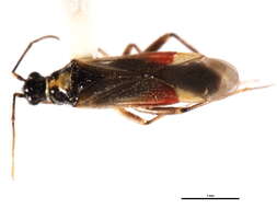 Image of Tupiocoris californicus (Stal 1859)