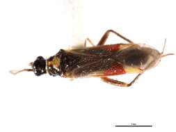 Image of Tupiocoris californicus (Stal 1859)