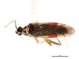 Image of Tupiocoris californicus (Stal 1859)