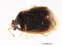 Image of Monalocoris americanus Wagner & Slater 1952