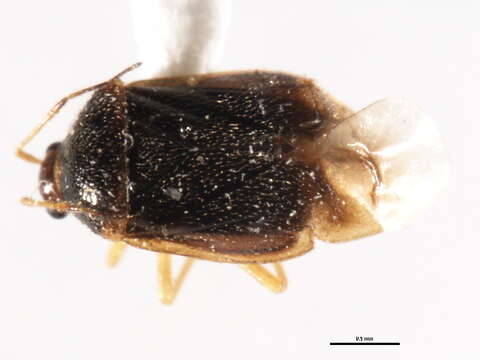 Image of Monalocoris americanus Wagner & Slater 1952