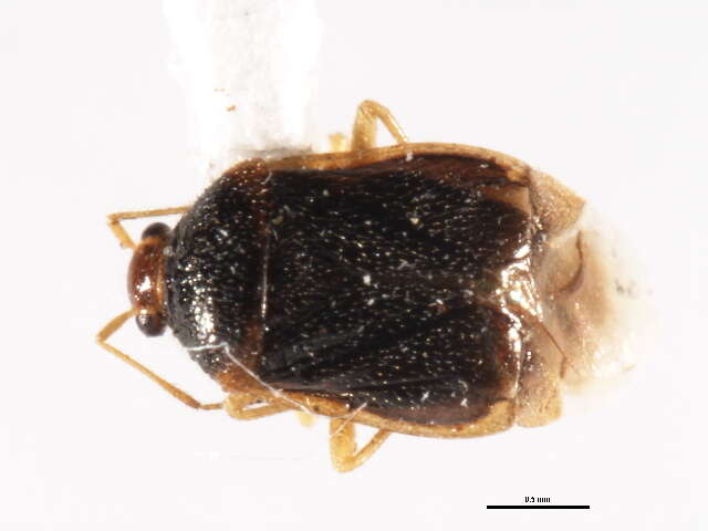 Image of Monalocoris americanus Wagner & Slater 1952