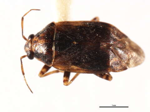 Image of Agnocoris utahensis Moore 1955