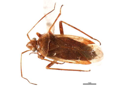 Image of <i>Platylygus piceicola</i> Kelton 1970