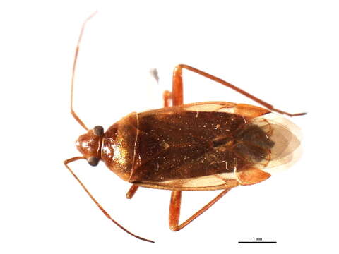 Image of <i>Platylygus piceicola</i> Kelton 1970