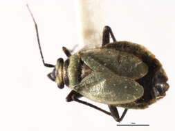 Image of Labopidea nigrisetosa Knight 1925