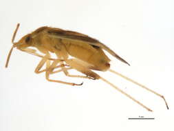 Слика од Amblytylus nasutus (Kirschbaum 1856)